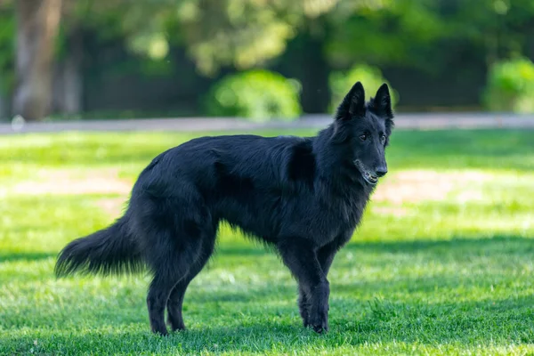 オレンジ色の背景を持つ黒のグリーンナエル犬の肖像画です 仕事の敏捷性ベルギーの羊飼いのGroendael肖像画 美しい若い 笑顔と幸せなベルギーのシープドッグ 黒ベルギーの羊飼いグレンダエル秋の肖像画 — ストック写真