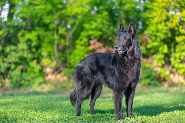 オレンジ色の背景を持つ黒のグリーンナエル犬の肖像画です 仕事の敏捷性ベルギーの羊飼いのGroendael肖像画 美しい若い 笑顔と幸せなベルギーのシープドッグ 黒ベルギーの羊飼いグレンダエル秋の肖像画 — ストック写真