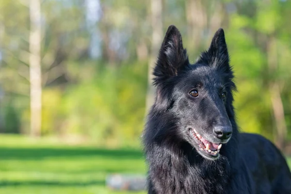 オレンジ色の背景を持つ黒のグリーンナエル犬の肖像画です 仕事の敏捷性ベルギーの羊飼いのGroendael肖像画 美しい若い 笑顔と幸せなベルギーのシープドッグ 黒ベルギーの羊飼いグレンダエル秋の肖像画 — ストック写真