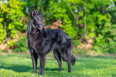 Autumn portrait of black groenendael dog with orange background. Working agility belgian shepherd groenendael portrait. Beautiful young, smiling and happy belgian sheepdog with autumn yellow leaves