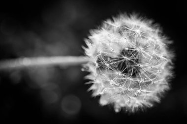 Beautiful close-up dandelion ecology nature landscape with blurred meadow. Abstract grass background. Artistic nature macro, dew drops