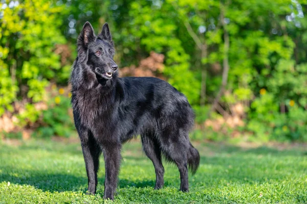 Autumn portrait of black groenendael dog with orange background. Working agility belgian shepherd groenendael portrait. Beautiful young, smiling and happy belgian sheepdog with autumn yellow leaves