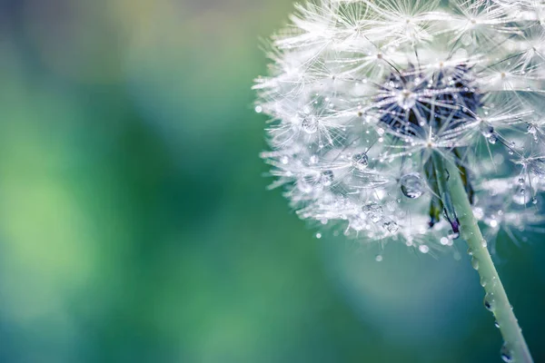 Beautiful Close Dandelion Ecology Nature Landscape Blurred Meadow Abstract Grass — Stockfoto