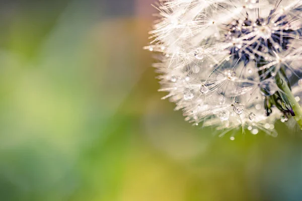 Beautiful Close Dandelion Ecology Nature Landscape Blurred Meadow Abstract Grass — ストック写真