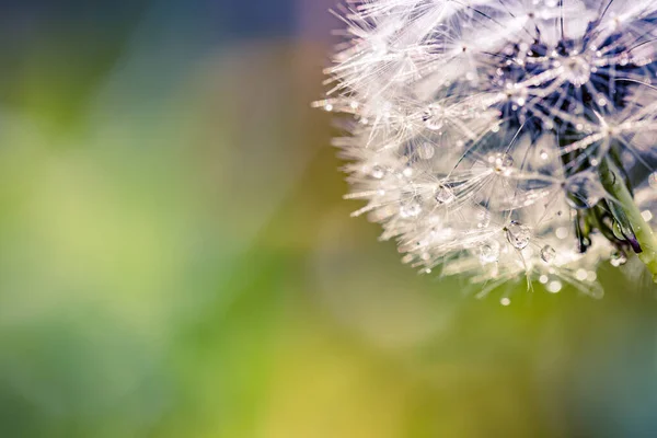 Beautiful Close Dandelion Ecology Nature Landscape Blurred Meadow Abstract Grass —  Fotos de Stock