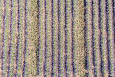 Valensole yakınlarındaki lavanta tarlası yaz günbatımı manzarası. Provence, Fransa. Lavanta çiçekleri, kokulu tarlalar. Harika bir manzara, huzurlu doğa manzarası, harika renkler, ilham verici.