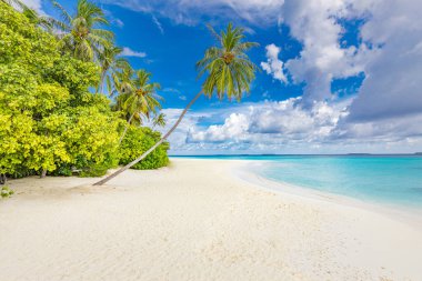 Lüks tatil köyü plajı. Yolculuk için harika bir seyahat yeri manzarası. Beyaz kum üzerinde palmiye ağaçları. Tropik ada cenneti, tatil turizmi, deniz manzarası