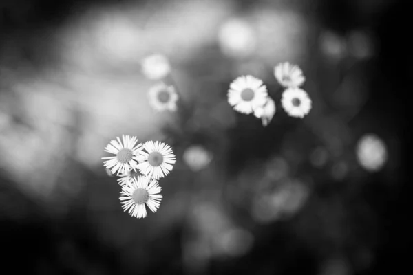 Vackra Vita Blommor Trädgården — Stockfoto