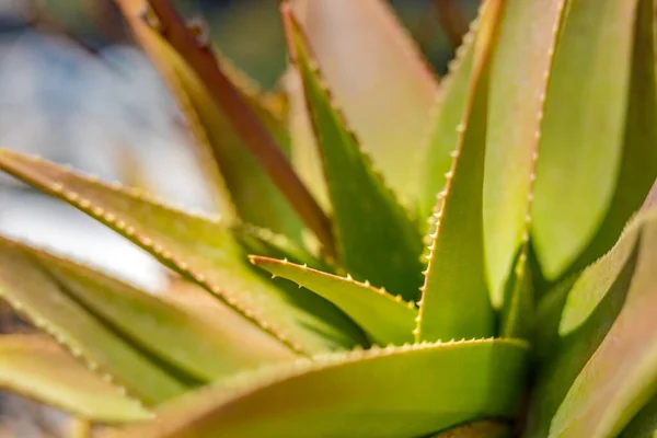 Aloes Vera Roślin Widok Bliska — Zdjęcie stockowe