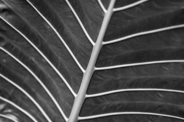 Primer Plano Hoja Planta — Foto de Stock