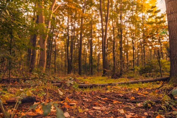 Amazing Panorama Gorgeous Forest Autumn Scenic Landscape Pleasant Warm Sunshine — Stock Photo, Image