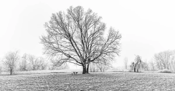 雪景色の中で一本の木 冬のフィールドで孤独な裸の雪の木とミニマルな風景 曇り空と霧の中での素晴らしいシーン — ストック写真