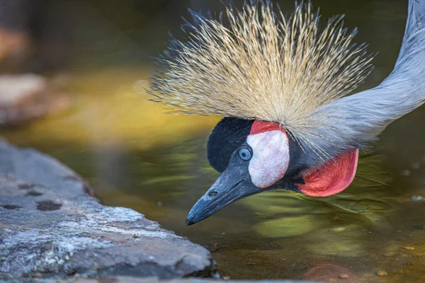 Crane Africano Crested Fundo Escuro Pássaro Exótico Com Penas Almofada — Fotografia de Stock