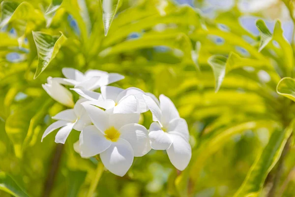Białe Tropikalne Kwiaty Nad Pięknymi Zielonymi Rozmytymi Liśćmi Plaży Wyspie — Zdjęcie stockowe