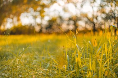 Düşük perspektiften bakıldığında soyut çim çayırı, sanatsal bulanık orman arazisi. Yakın doğa, güneş ışığı altında yeşil tazelik, rüya doğal ekoloji