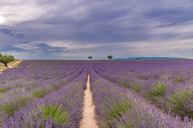 Valensole yakınlarındaki lavanta tarlası yaz günbatımı manzarası. Provence, Fransa. Lavanta çiçekleri, kokulu tarlalar. Harika bir manzara, huzurlu doğa manzarası, harika renkler, ilham verici.