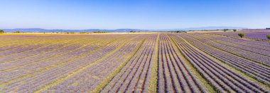 Valensole yakınlarındaki lavanta tarlası yaz günbatımı manzarası. Provence, Fransa. Lavanta çiçekleri, kokulu tarlalar. Harika bir manzara, huzurlu doğa manzarası, harika renkler, ilham verici.