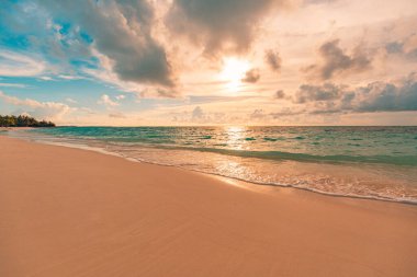 Palmiye ağaçları ve denizi olan güzel tropikal plajlar