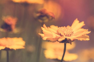 Bahçedeki güzel çiçekler