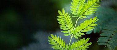 Ormanda yeşil yapraklar