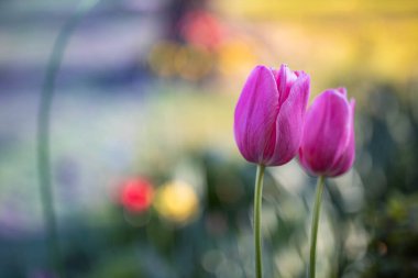 Göz kamaştırıcı laleler. İdealist doğa manzarası, çiçek pankartı. Muhteşem çiçekler, güneşli bir bahar yazı yakın çekim, çiçek açan laleler.