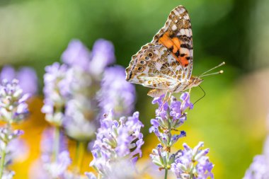 Kelebek yazın, tarlada lavanta çiçekleri olan doğa manzarası. Çayır doğası, bulanık bahçe manzarası. Lavanta manzarası