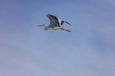 Mavi gökyüzüne uçan gri balıkçıl. Bluesky 'de uçan gri balıkçıl. Tropikal doğa, vahşi yaşam. Uçan kuş