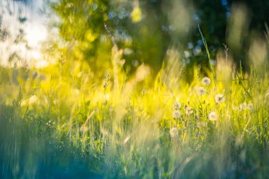 Huzurlu ve rahatlatıcı bir doğa. Taze yeşil çimenler, yakın plan. Bulanık arka planı olan günbatımı çimenleri. Parlak ilham verici doğa