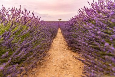 Valensole yakınlarındaki lavanta tarlası yaz günbatımı manzarası. Provence, Fransa. Lavanta çiçekleri, kokulu tarlalar. Harika bir manzara, huzurlu doğa manzarası, harika renkler, ilham verici.