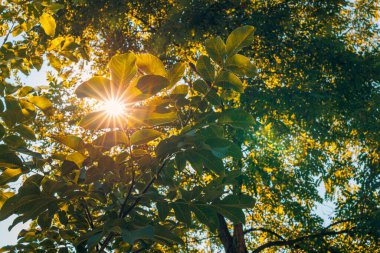 Ormanda güzel sonbahar yaprakları