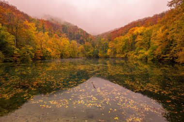 Sarı akçaağaç ormanındaki sonbahar ormanı. Sonbaharın başlarında Lancdspe, dağ yolculuğu, yürüyüş yolu. Sakin orman doğasında, dereyle birlikte düşen ağaçlar.