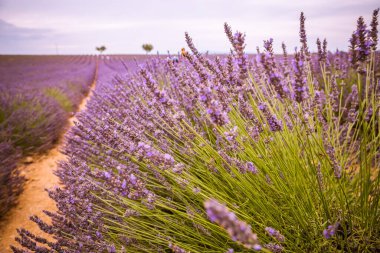 Valensole yakınlarındaki lavanta tarlası yaz günbatımı manzarası. Provence, Fransa. Lavanta çiçekleri, kokulu tarlalar. Harika bir manzara, huzurlu doğa manzarası, harika renkler, ilham verici.