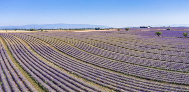 Valensole yakınlarındaki lavanta tarlası yaz günbatımı manzarası. Provence, Fransa. Lavanta çiçekleri, kokulu tarlalar. Harika bir manzara, huzurlu doğa manzarası, harika renkler, ilham verici.