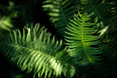Güzel eğreltiotu yaprakları yeşil yapraklar güneş ışığında doğal çiçek eğreltiotu arkaplanı. Güzel eğrelti otları yeşil yapraklar bırakır. Soyut doğa makrosu, yeşil bulanık güneş ışığında doğal çiçek eğreltiotu arkaplanı