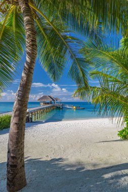 Palmiye ağaçları ve mavi gökyüzü olan güzel tropikal plaj