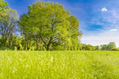 Ağaçlarla ve mavi gökyüzüyle güzel bir yaz manzarası 