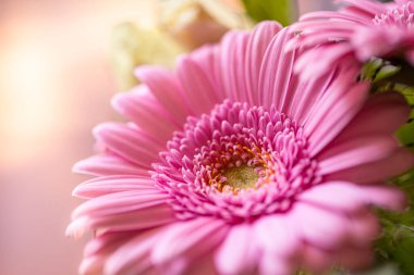 Bulanık bir bokeh 'in arka planında güzel pembe gerbera çiçeği.