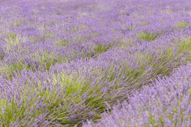 Valensole yakınlarındaki lavanta tarlası yaz günbatımı manzarası. Provence, Fransa. Lavanta çiçekleri, kokulu tarlalar. Harika bir manzara, huzurlu doğa manzarası, harika renkler, ilham verici.