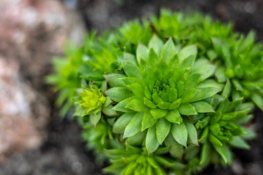 Güzel botanik fotoğrafı, doğal duvar kağıdı.