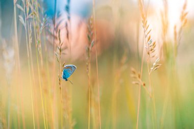 Kelebekli çayır tarlası doğada bir çayırda yazın güneş ışığı altında bir makronun yakın çekiminde. Bahar çayırı çiçekleri, doğa yaprakları, sakin günbatımı manzarası. Parlak park bahçesi