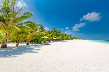 İnanılmaz doğa kumsalı, palmiye ağaçları ve karamsar gökyüzü. Sakin yaz tatili tatil geçmişi kavramı. Ada tatil köyü cennet plajı. Lüks seyahat yaz tatili arka plan afişi