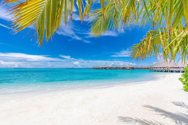 Palmiye Ağaçları Olan Güzel Tropikal Plaj — Stok fotoğraf