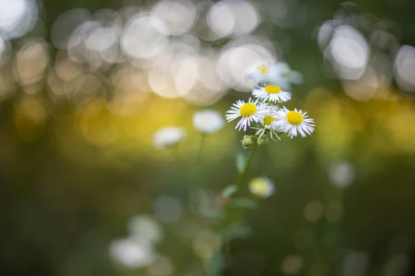 Vackra Vilda Blommor Vild Blommig Trädgård Morgonen Dis Naturen Närbild — Stockfoto