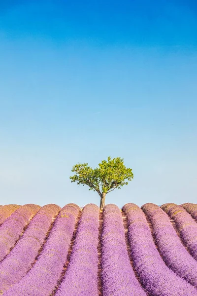 Beautiful Lavender Field Large Tree Background — Stock Photo, Image