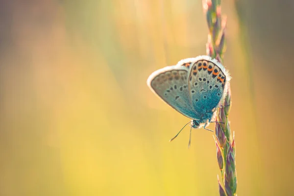 Польове Поле Метеликом Лузі Природі Промені Сонячного Світла Влітку Навесні — стокове фото