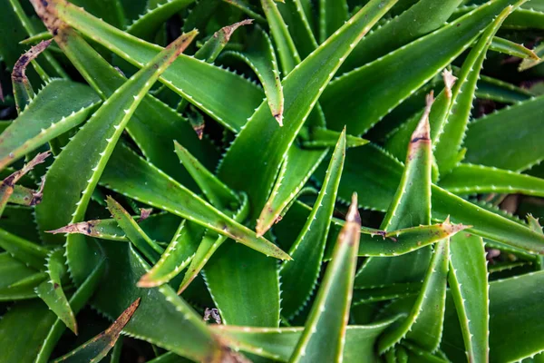 Aloes Vera Roślin Widok Bliska — Zdjęcie stockowe