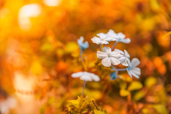 Schöne Blumen Garten — Stockfoto