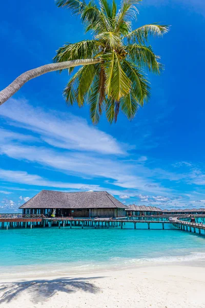 Palmiye Ağaçları Karamsar Gökyüzü Olan Güzel Bir Sahil Yaz Tatili — Stok fotoğraf