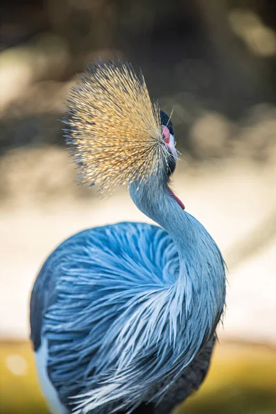 Crane Africano Crested Fundo Escuro Pássaro Exótico Com Penas Almofada — Fotografia de Stock