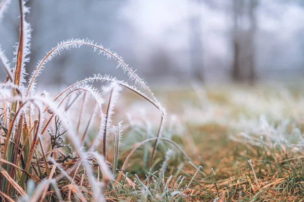 Kışın Soğuk Yapraklar Kışın Sabahın Erken Saatlerinde Donmuş Yaprağı Kapat — Stok fotoğraf